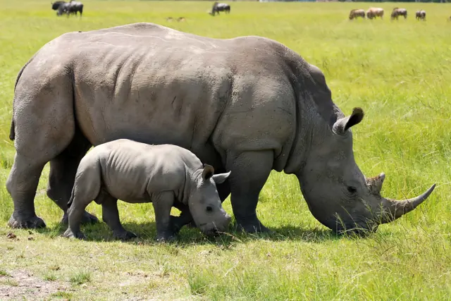 Ngorongoro