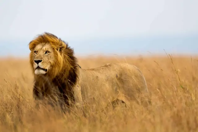 Serengeti