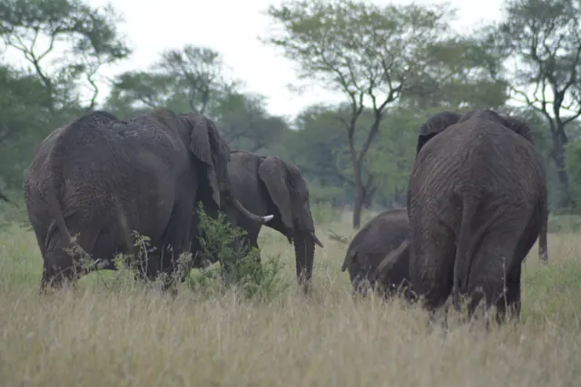 Tarangire National Park – Day 1