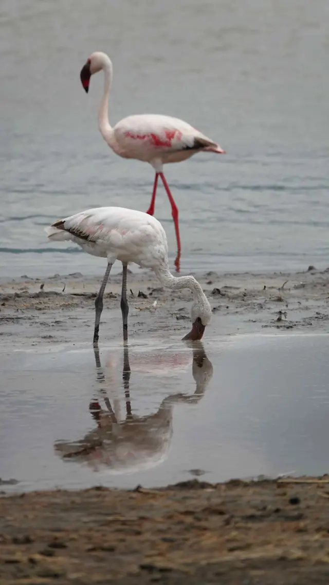 Lake Manyara National Park – Day 3