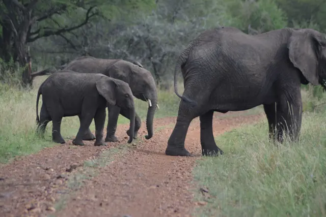 3 DAYS ELEPHANT SAFARI