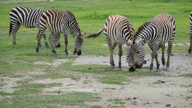 3 DAYS ELEPHANT SAFARI
