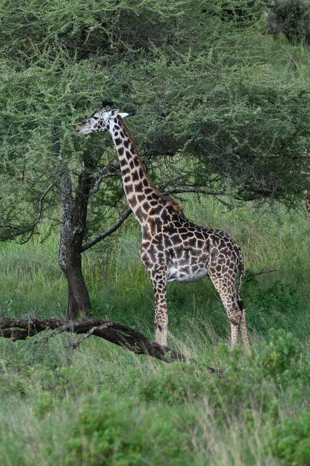 Day trip to Arusha National Park