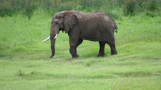 3 DAYS ELEPHANT SAFARI