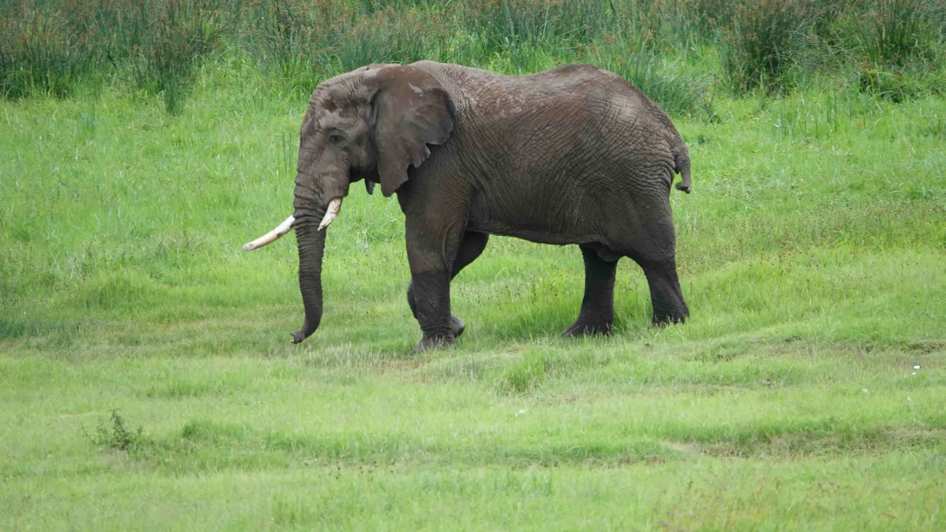 3 DAYS ELEPHANT SAFARI