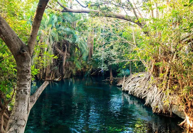 Kikuletwa hot Springs tour