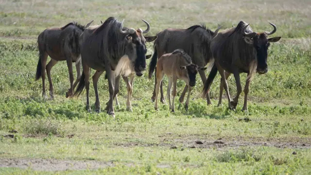 TANO TANZANIA SAFARI (5 DAYS)
