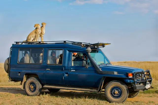 Safari vehicle with cheetahs