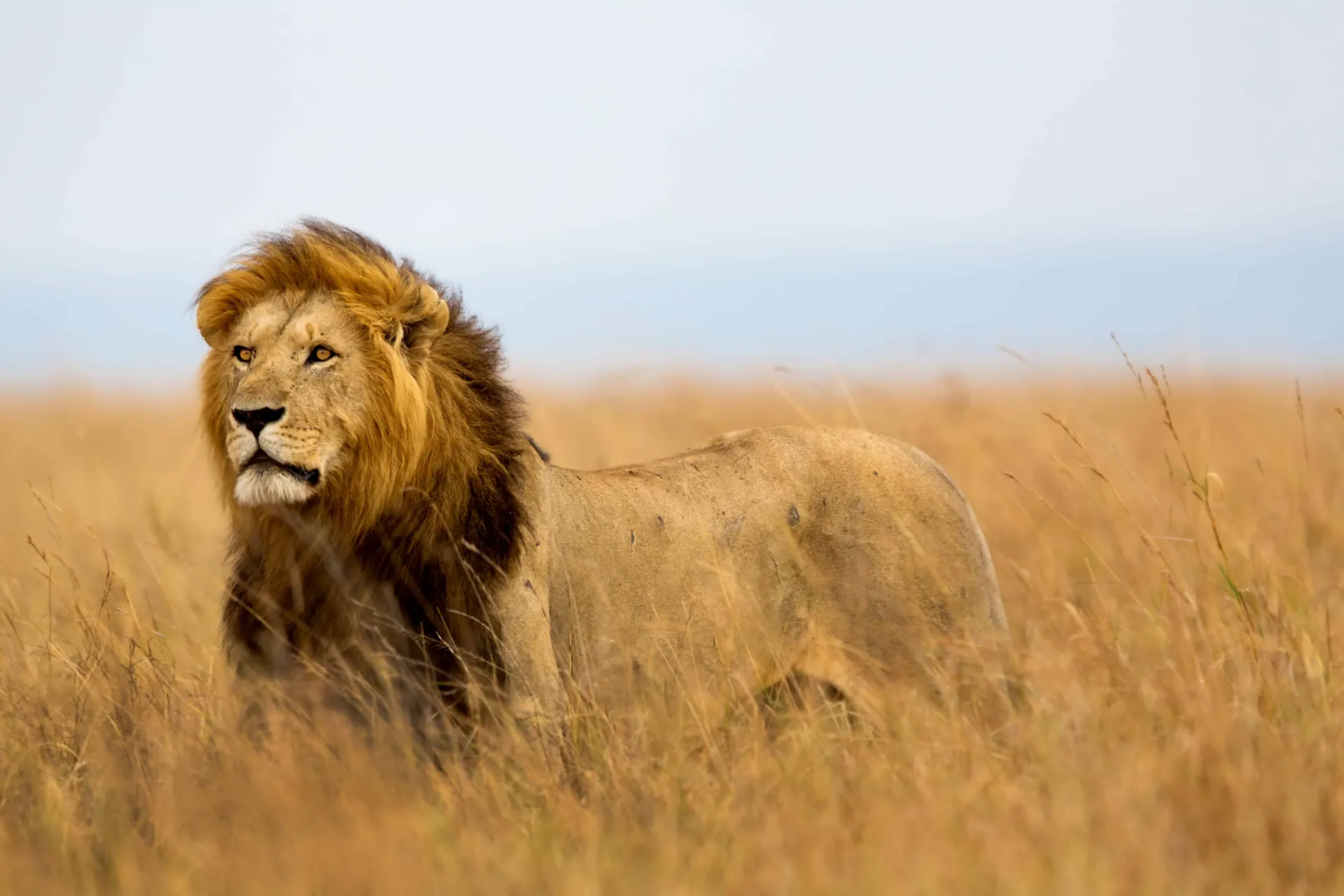 Serengeti